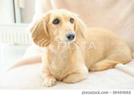 Miniature dachshund to relax in a sitting chair Miniature dachshund to relax in a sitting chair 86484668