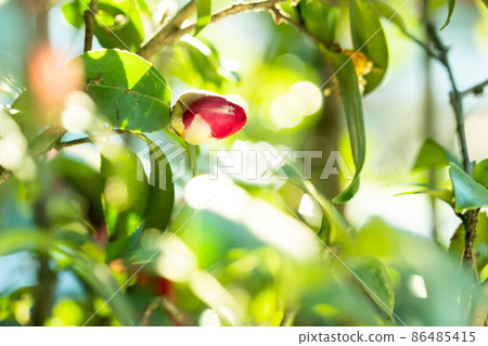 早春盛開的紅茶花 86485415