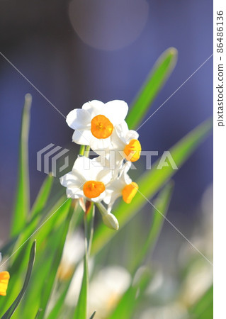 Japanese daffodils in full bloom Japanese daffodils in full bloom 86486136