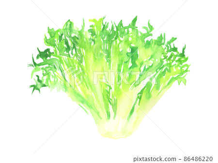 用水彩畫的生菜插圖 用水彩畫的生菜插圖 86486220