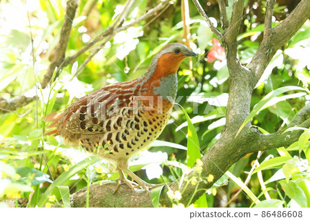 竹鷓鴣（雄） 86486608