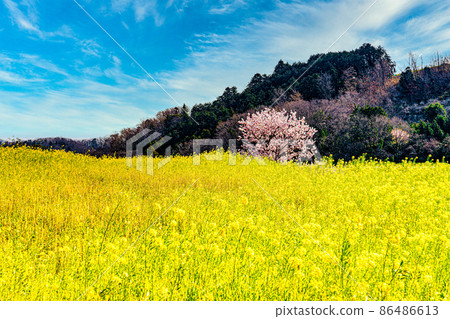 油菜田裡的一棵櫻桃樹 86486613