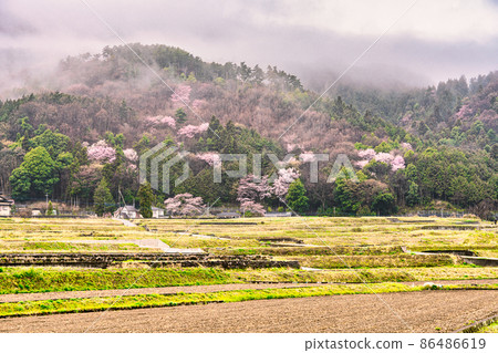 Mountain cherry blossoms blooming in the sea of clouds 86486619