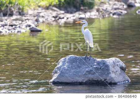 Egret aiming for prey in the river Egret aiming for prey in the river 86486640