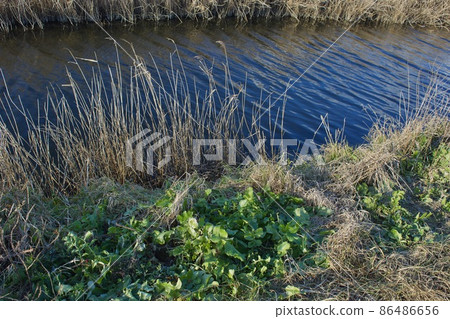 Tottori Prefecture Yumigahama beach radish Tottori Prefecture Yumigahama beach radish 86486656