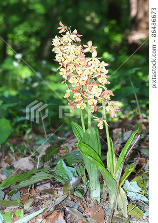 一種變色的水楊花 一種變色的水楊花 86486673
