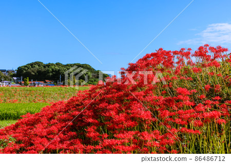Higanbana Hanasaki, Aichi Prefecture 86486712
