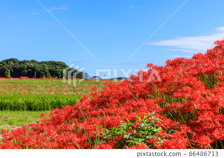 愛知縣Higanbana Hanasaki 86486713