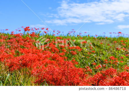 Higanbana Hanasaki, Aichi Prefecture 86486718