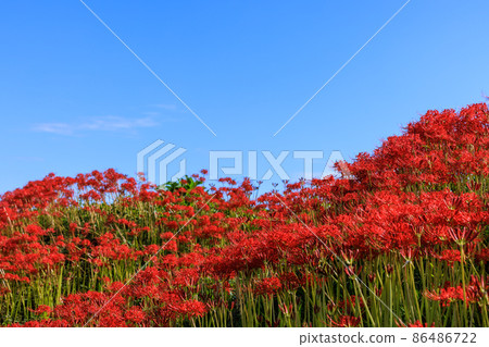 Higanbana Hanasaki, Aichi Prefecture 86486722