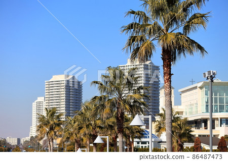 浦安棕櫚樹景觀 浦安棕櫚樹景觀 86487473