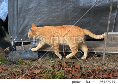 Stray cat tea tiger image Stray cat tea tiger image 86487915