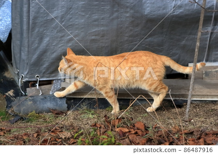 Stray cat tea tiger image 86487916