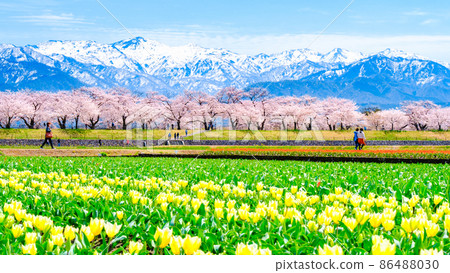 Asahi Funakawa (Spring) 86488030