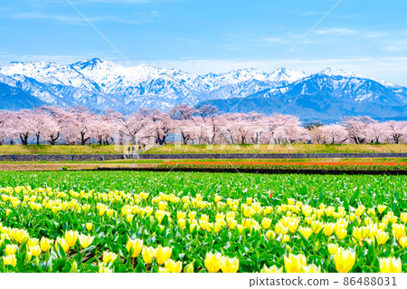 Asahi Funakawa (Spring) 86488031
