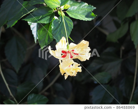Hibiscus Hibiscus 86488869