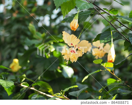 Hibiscus Hibiscus 86488871