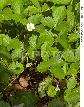野草莓花（日文名：草莓草莓）/薔薇科 86488948