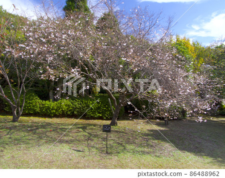 十月櫻花 / 西宮市北山植物園 / 兵庫縣西宮市 86488962