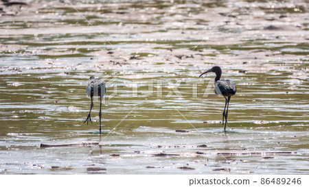 Pair of glossy ibis waterfowl, latin name Plegadis falcinellus, searching for food in the shallow lagoon. Pair of glossy ibis waterfowl, latin name Plegadis falcinellus, searching for food in the shallow lagoon. 86489246