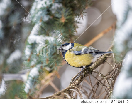 Cute bird Great tit, songbird sitting on the fir branch 86489342