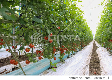 櫻桃西紅柿 櫻桃西紅柿 86489491