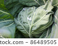 cabbage  86489505