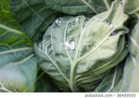 捲心菜 86489505