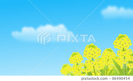 油菜田和藍藍的天空背景圖 86490454