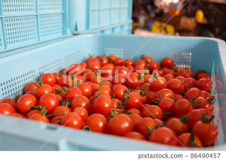  櫻桃西紅柿 86490457