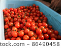  Mini Tomato 86490458