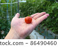 Mini tomatoes and palms 86490460