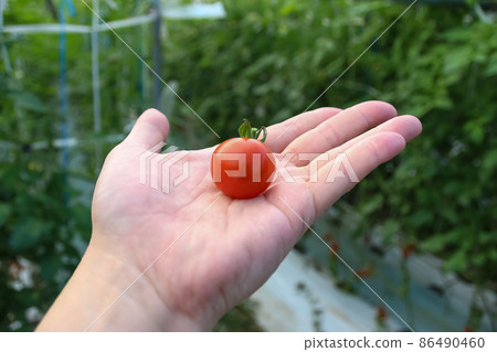 迷你西紅柿和棕櫚樹 86490460