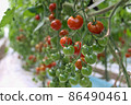 Mini Tomato 86490461