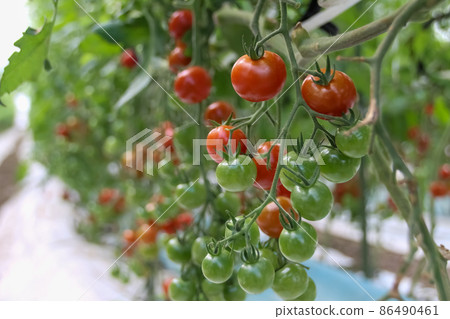  櫻桃西紅柿 86490461