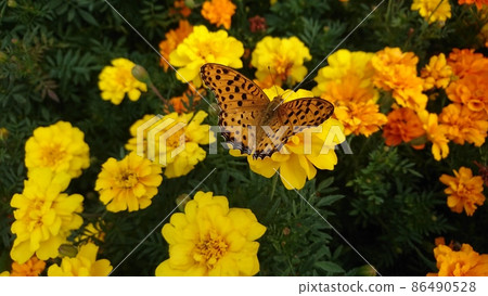 A female of a clawed butterfly butterfly 86490528
