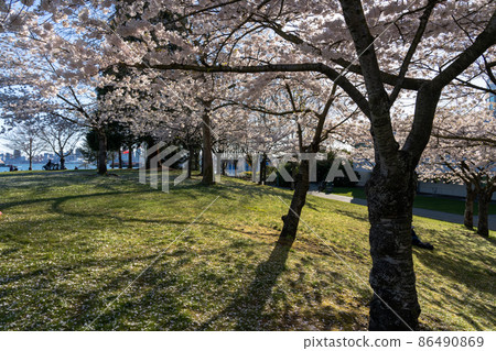 Waterfront Park in springtime season. Cherry blossoms in full bloom. North Vancouver, BC, Canada. 86490869