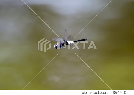 Pseudothemis dragonfly 86491063