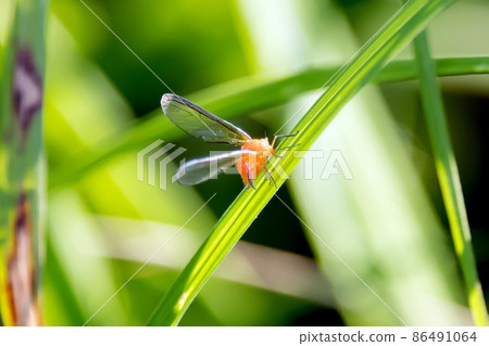 Insect planthopper 86491064