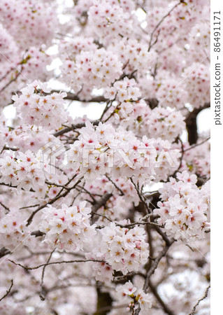 Spring Kyoto_Sakura Tree in Maruyama Park_Cherry Blossom Viewing and Japanese Garden in Gion Spring Kyoto_Sakura Tree in Maruyama Park_Cherry Blossom Viewing and Japanese Garden in Gion 86491171