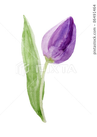Watercolor tulip flower. Abstract hand painted aquarell element for greeting card. 86491464
