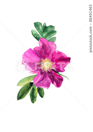 Watercolor drawing of rosehip flowers with green leaves on white background. Watercolor drawing of rosehip flowers with green leaves on white background. 86491465