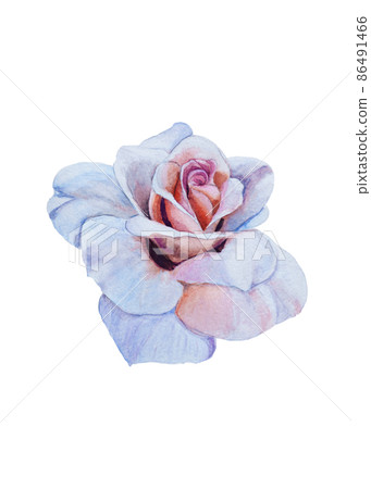 blue rose flower watercolor illustration on white background. blue rose flower watercolor illustration on white background. 86491466