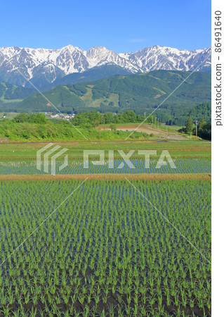 Hakuba Sanzan seen from Hakuba Nohira in early summer 86491640