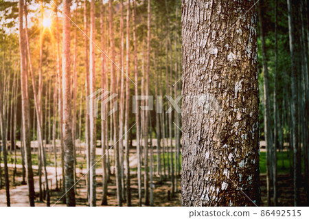 Pine forest at sunset in summer nature landscape. Pine forest at sunset in summer nature landscape. 86492515
