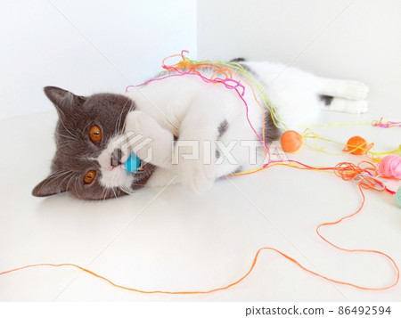 Gray cat with yellow eyes hunts and looks at the ball yarn. 86492594