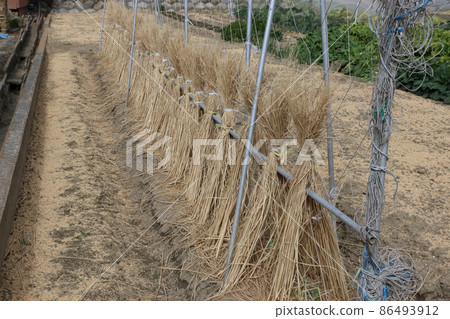 Cold protection measures for peas Cold protection measures for peas 86493912