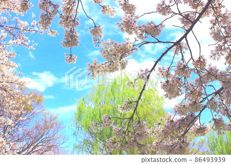 Cherry blossoms and blue sky 86493939