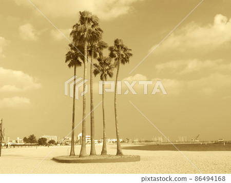"Wishing Palm Tree" in Suma Seaside Park (monochrome / sepia finish) 86494168