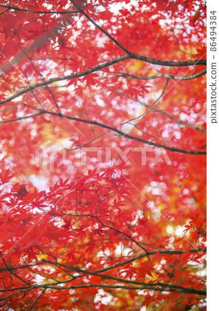 鮮紅的秋葉和溢出的光（漏光） 86494384